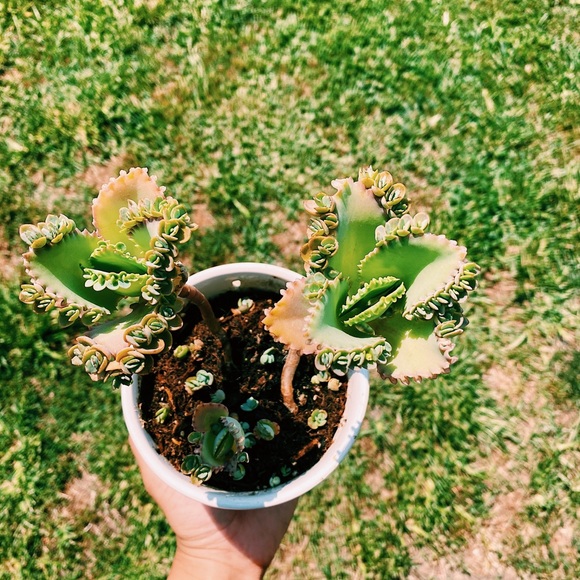 3 Baby Mother of a Thousand Cutting - Picture 4 of 5